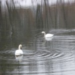 Spaziergang am Auensee