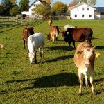 Hienles Zebus am 13. Oktober 2017