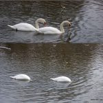 Synchronschwimmen -tauchen am Oberen Wehr - 01.12.2017