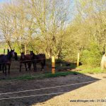 Bissige Wildschweine??