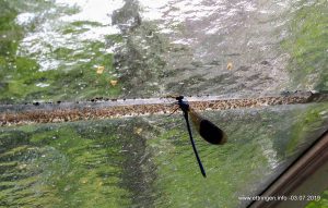 Gefangen, in einem Ettringer Gewächshaus...