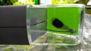 Vorsichtige Befreiung mit einem Spinnen-Catcher...