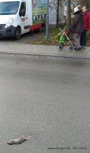 Eine Ratte die Pech hatte