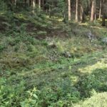 Blick auf das alte Gleisbett