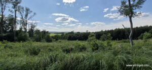 Am südl. Waldesrand