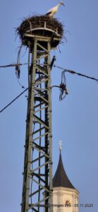 Da staunen selbst die Störche!